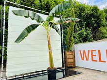 Kategorie <b>Exotische / Mediterrane Pflanzen </b> - Musa Basjoo - Bananenbaum