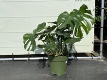 Kategorie <b>Exotische / Mediterrane Pflanzen </b> - Monstera Deliciosa - Hole Pflanze