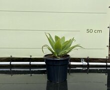Kategorie <b>Exotische / Mediterrane Pflanzen </b> - Agave Attenuata 50 cm