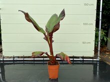 Kategorie <b>Exotische / Mediterrane Pflanzen </b> - Musa Maurelli - Rote Bananenpflanze 90 cm