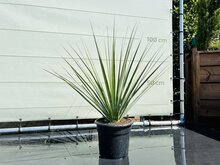 Kategorie <b>Exotische / Mediterrane Pflanzen </b> - Blaues Bärengras - Nolina Nelsonii 120 cm