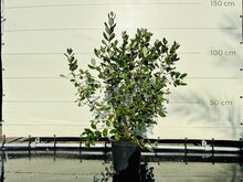 Kategorie <b>Exotische / Mediterrane Pflanzen </b> - Ananas-Guave - 120 cm hoch