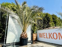Kategorie <b>Exotische / Mediterrane Pflanzen </b> - Palme - Phoenix Canariensis