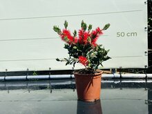 Kategorie <b>Exotische / Mediterrane Pflanzen </b> - Callistemon Buschform 60 cm