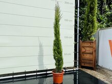 Kategorie <b>Exotische / Mediterrane Pflanzen </b> - Italienisches Zypressen-Totem 150 -175 cm