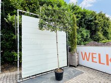 Kategorie <b>Exotische / Mediterrane Pflanzen </b> - Ilex Nelly Stevens - Spalier