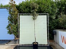 Kategorie <b>Exotische / Mediterrane Pflanzen </b> - Quercus Ilex - Steineiche - Höhe 300 cm
