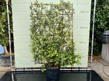 Kategorie <b>Exotische / Mediterrane Pflanzen </b> - Quercus Ilex Spalier Slate-Bildschirm