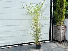 Kategorie <b>Exotische / Mediterrane Pflanzen </b> - Bambus Spectabilis
