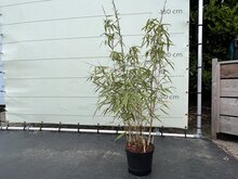 Kategorie <b>Exotische / Mediterrane Pflanzen </b> - Fargesia Rufa - Bambus - 120cm
