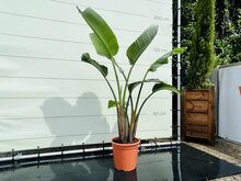 Kategorie <b>Exotische / Mediterrane Pflanzen </b> - Paradiesvogelblume Augusta - Strelitzia Augusta - 140 - 170 cm