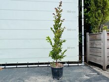 Kategorie <b>Exotische / Mediterrane Pflanzen </b> - Lagerstroemia Indica - 140cm