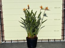 Kategorie <b>Exotische / Mediterrane Pflanzen </b> - Paradiesvogel blume - Strelitzia Reginae 150 - 170 cm