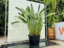 Kategorie <b>Exotische / Mediterrane Pflanzen </b> - Paradiesvogel Blume - Strelitzia Reginae 200 - 250 cm