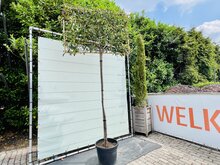 Kategorie <b>Exotische / Mediterrane Pflanzen </b> - Photinia - Schiefer-Bildschirm