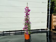 Kategorie <b>Exotische / Mediterrane Pflanzen </b> - Bougainvillea - Pyramide - rosa