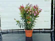 Kategorie <b>Exotische / Mediterrane Pflanzen </b> - Nerium Oleander - Rosa ca. 100 cm