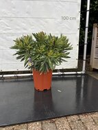 Kategorie <b>Exotische / Mediterrane Pflanzen </b> - Nerium Oleander - Gelbe ca. 80 cm