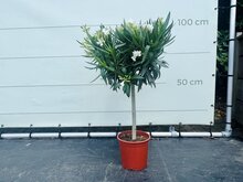 Kategorie <b>Exotische / Mediterrane Pflanzen </b> - Nerium Oleander - auf stamm Weiß ca. 100 cm