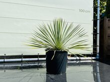 Kategorie <b>Exotische / Mediterrane Pflanzen </b> - Yucca Rostrata - ca. 70cm