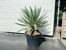 Kategorie <b>Exotische / Mediterrane Pflanzen </b> - Yucca Gloriosa - ca. 100 cm