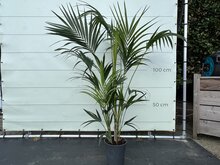 Kategorie <b>Exotische / Mediterrane Pflanzen </b> - Kentiapalm - ca. 160 cm