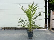 Kategorie <b>Exotische / Mediterrane Pflanzen </b> - Phoenix Canariensis - Kanarische Dattelpalme ca. 110 cm