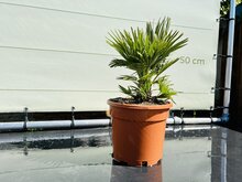 Kategorie <b>Exotische / Mediterrane Pflanzen </b> - Chamaerops Humilis - Vulcano ca. 50cm