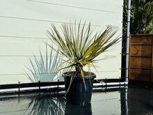 Kategorie <b>Exotische / Mediterrane Pflanzen </b> - Nannorrhops Ritchiana - ca. 100 cm