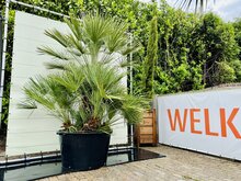 Kategorie <b>Exotische / Mediterrane Pflanzen </b> - Chamaerops Humilis - ca. 275 cm