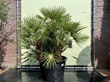 Kategorie <b>Exotische / Mediterrane Pflanzen </b> - Chamaerops Humilis - ca. 210 cm