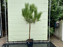 Kategorie <b>Exotische / Mediterrane Pflanzen </b> - Pinus Pinea - Pinienbaum ca. 220 cm