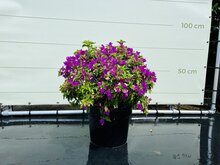 Kategorie <b>Exotische / Mediterrane Pflanzen </b> - Bougainvillea rosa - kugelförmig - groß