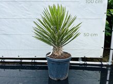 Kategorie <b>Exotische / Mediterrane Pflanzen </b> - Yucca Filifera - ca. 100 cm