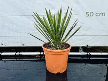 Kategorie <b>Exotische / Mediterrane Pflanzen </b> - Yucca Filifera - ca. 50 cm