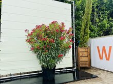 Kategorie <b>Exotische / Mediterrane Pflanzen </b> - Nerium Oleander - Rot ca. 160 cm