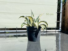 Kategorie <b>Exotische / Mediterrane Pflanzen </b> - Agave Mediopicta 50 cm