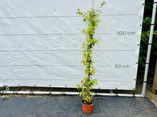 Kategorie <b>Exotische / Mediterrane Pflanzen </b> - Toskanische Jasmin - ca. 140cm
