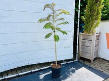 Kategorie <b>Exotische / Mediterrane Pflanzen </b> - Persischer Baum - Albizia Julibrissin