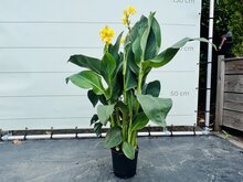 Kategorie <b>Exotische / Mediterrane Pflanzen </b> - Canna Indica - Gelb