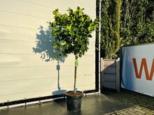 Kategorie <b>Exotische / Mediterrane Pflanzen </b> - Zitrusbaum - Zitronenbaum ca. 160 cm