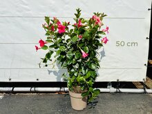 Kategorie <b>Exotische / Mediterrane Pflanzen </b> - Mandevilla - Rosa 70cm