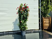 Kategorie <b>Exotische / Mediterrane Pflanzen </b> - Mandevilla - Rot