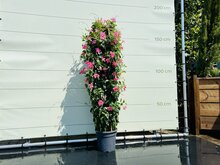 Kategorie <b>Exotische / Mediterrane Pflanzen </b> - Mandevilla - Rosa