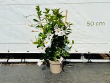Kategorie <b>Exotische / Mediterrane Pflanzen </b> - Mandevilla - Weiß 70cm