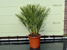 Kategorie <b>Exotische / Mediterrane Pflanzen </b> - Chamaerops Humilis - ca. 100 cm