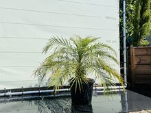 Kategorie <b>Exotische / Mediterrane Pflanzen </b> - Phoenix Roebelenii - ca. 120 cm