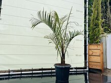Kategorie <b>Exotische / Mediterrane Pflanzen </b> - Dypsis Decaryi - ca. 175 cm