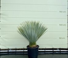 Kategorie <b>Exotische / Mediterrane Pflanzen </b> - Yucca Rostrata - ca. 100 cm
