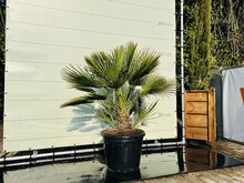 Kategorie <b>Exotische / Mediterrane Pflanzen </b> - Palme - Chamaerops Humilis